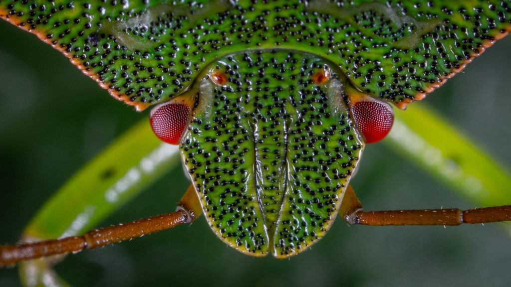 Stink bug on a leaf