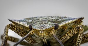 Stink bugs