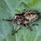 Stink bug on a leaf