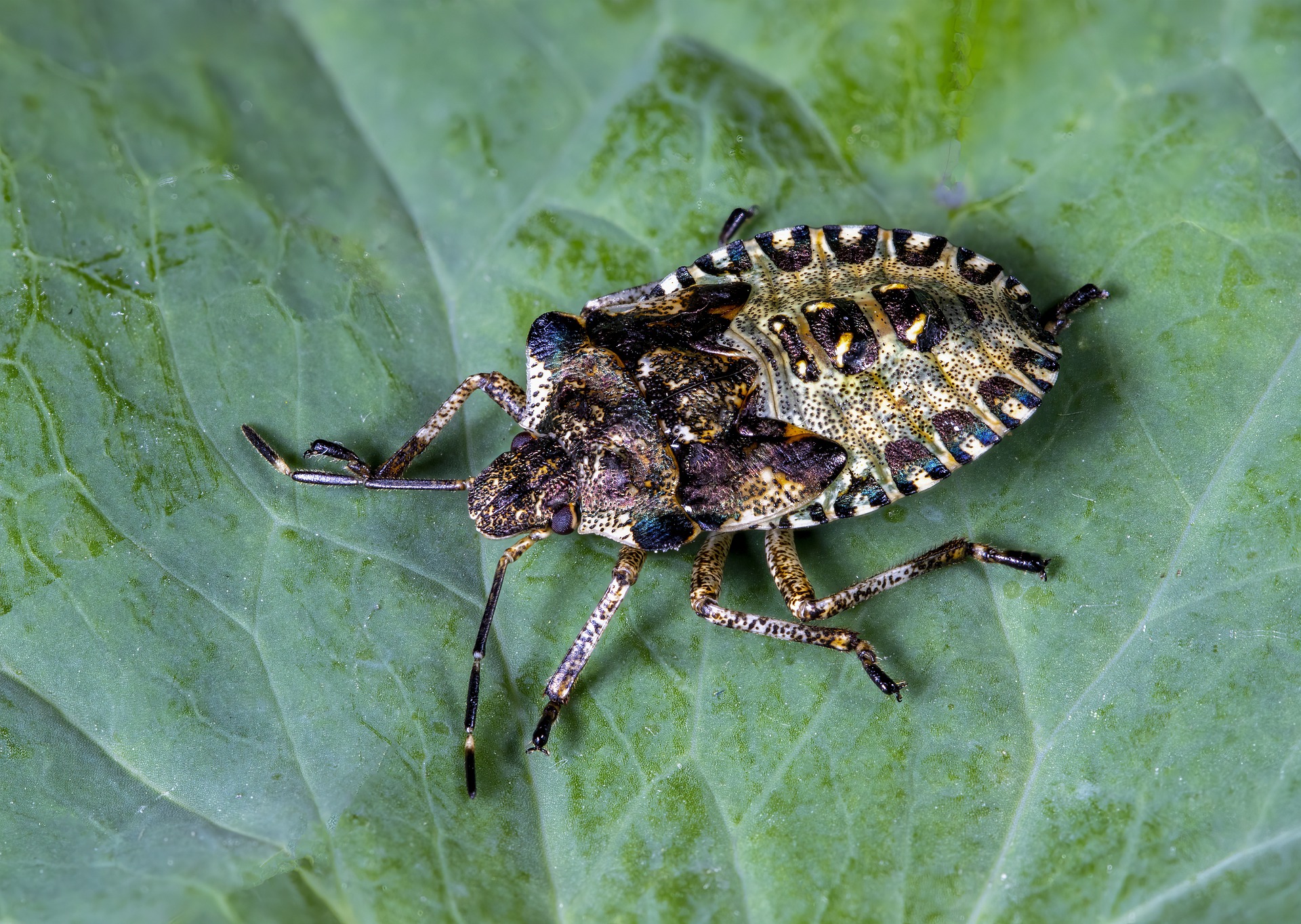 Stink bug on a leaf