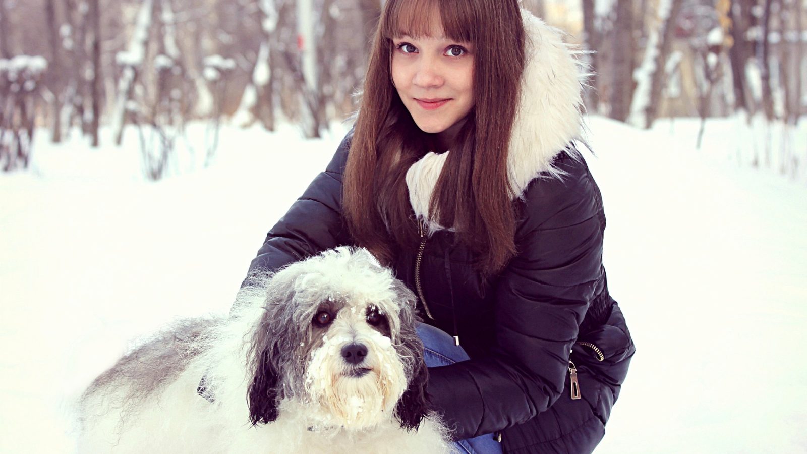 dog, pet, winter, snow