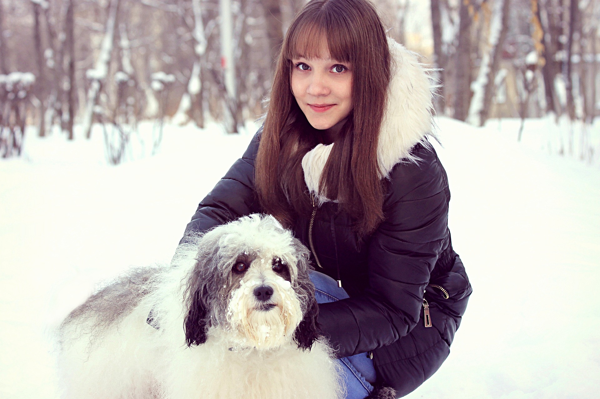 dog, pet, winter, snow