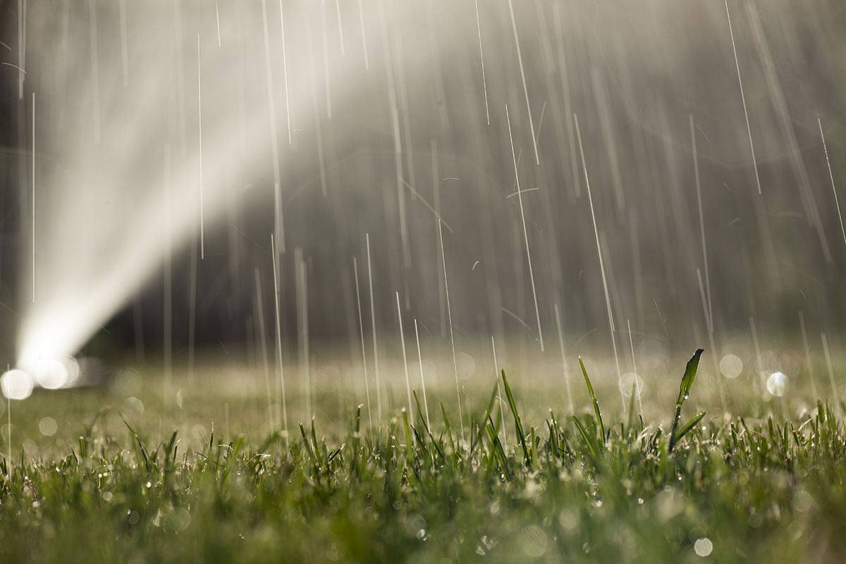 Rain falling on a lawn