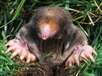 moles in yard