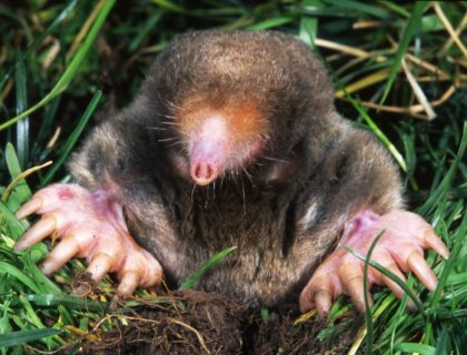 Mole in a Lawn