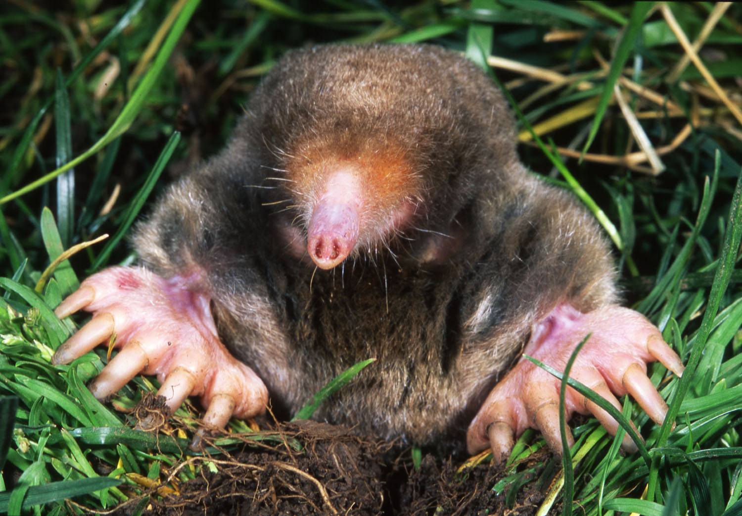 moles in yard