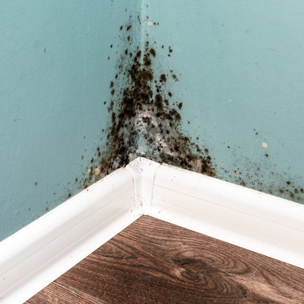 Black toxic mold on a wall