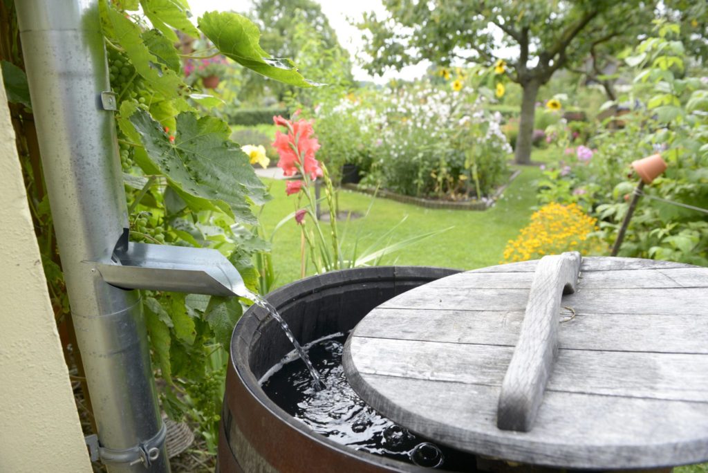 Rain barrel in a garden