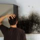 breathe easy, black mold