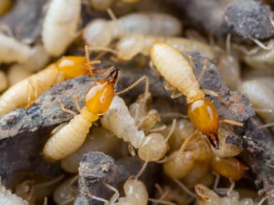 termites