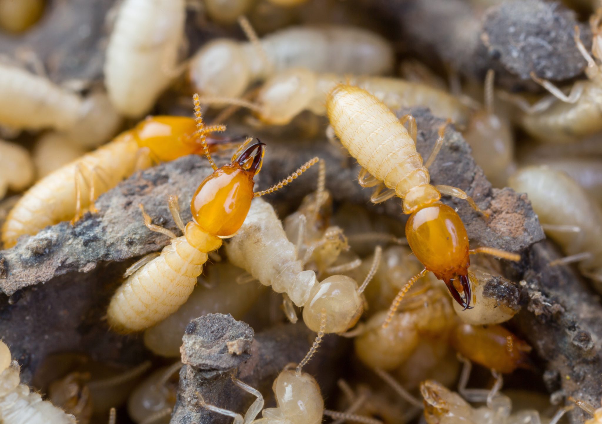 termites