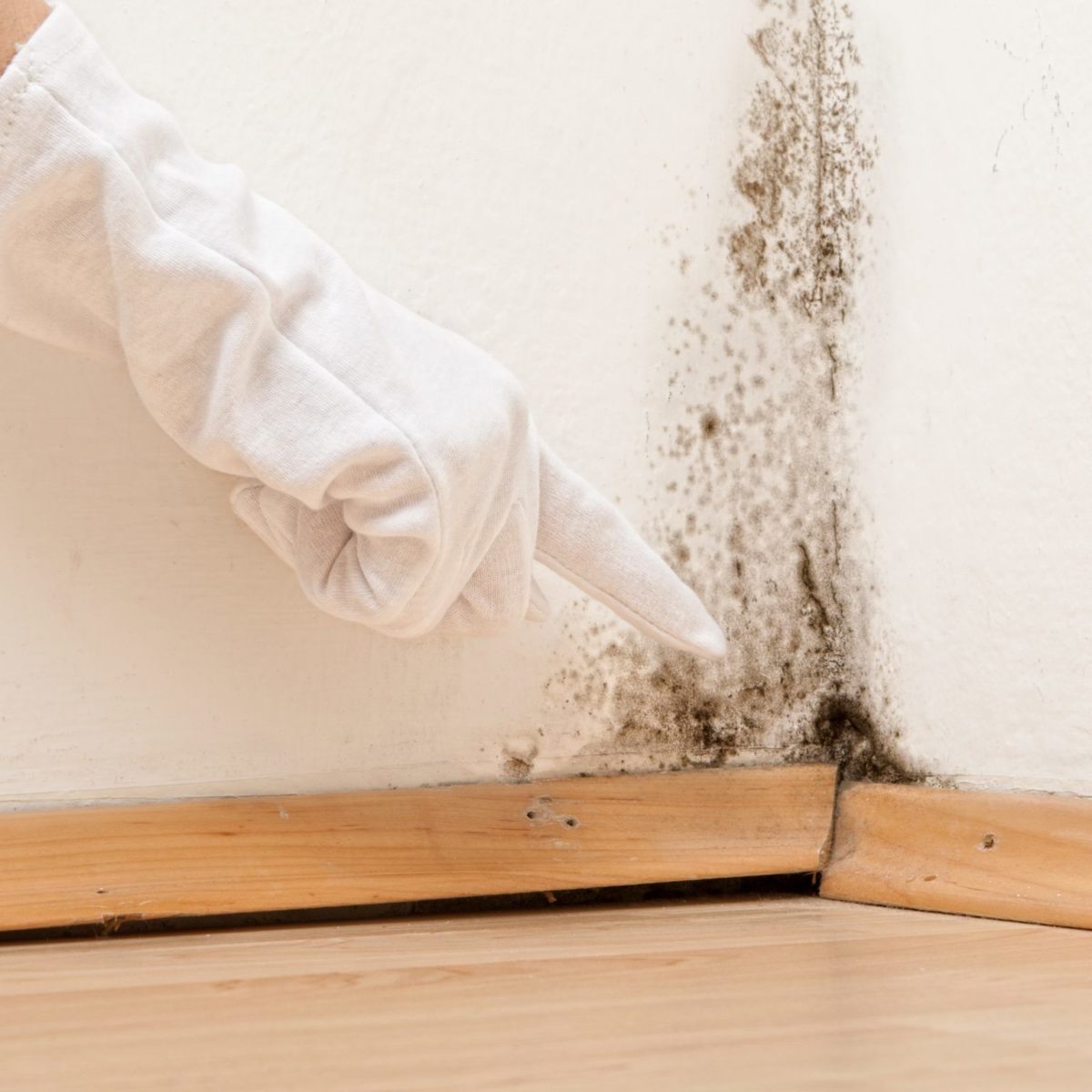 Spores in Mulch Artillery Fungus » The Money Pit