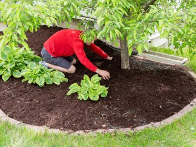 Mulching beds protects plants all year long.