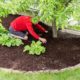 Mulching beds protects plants all year long.