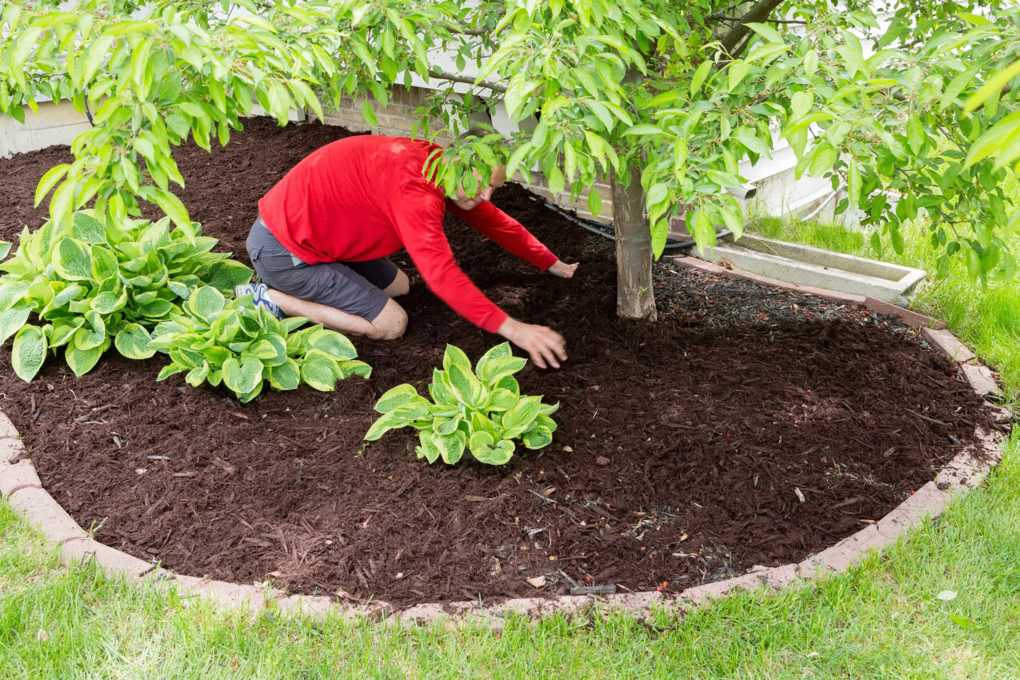 fall lawn care