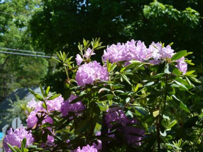 landscape tips for shady yards