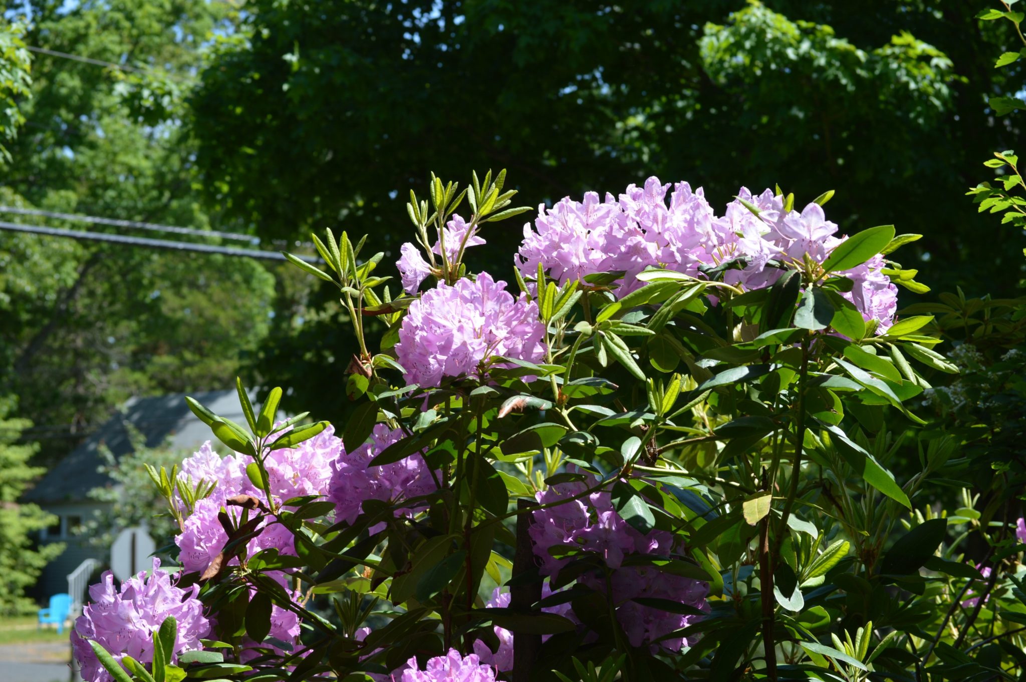 landscape tips for shady yards