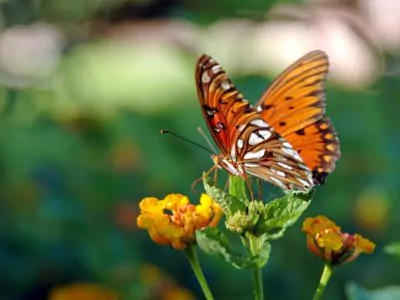 Butterfly resting on a leaf