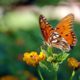 Butterfly resting on a leaf