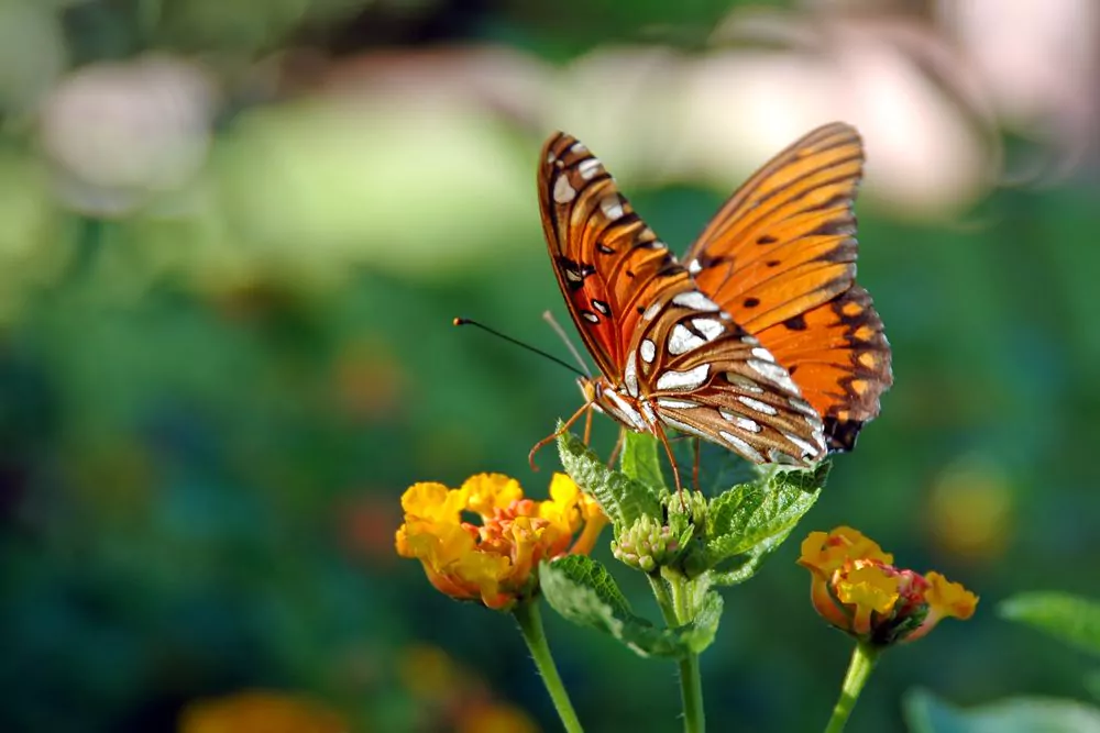 Butterfly resting on a leaf