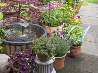 Container garden plants on a patio