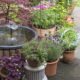 Container garden plants on a patio