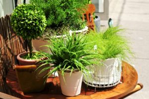 container gardening