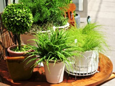 container gardening