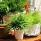 container gardening