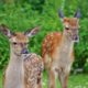 Deer in the backyard