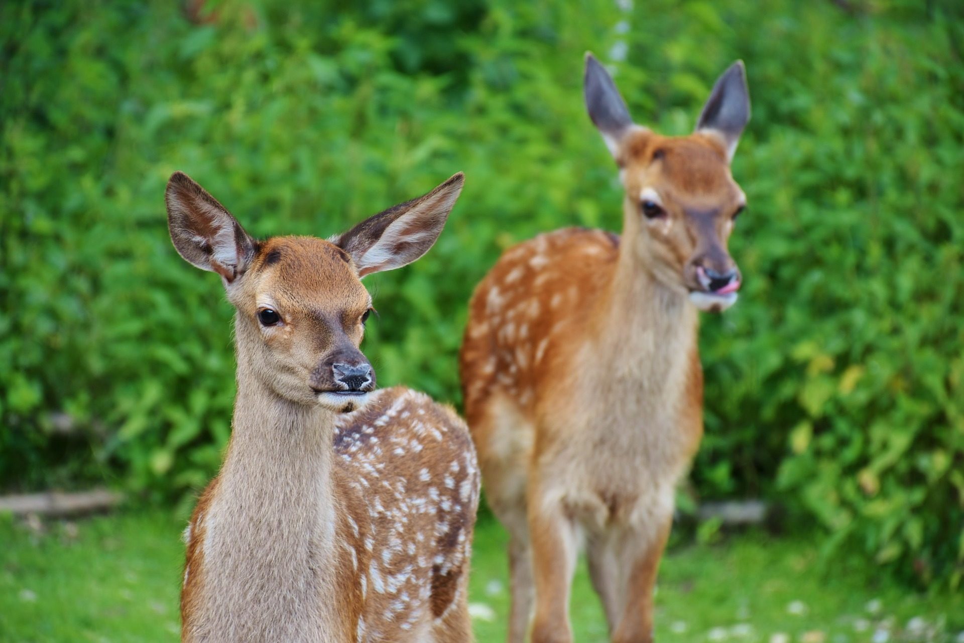 Deer in the backyard