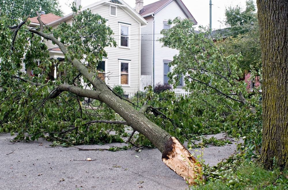 Large branch falls off tree across road