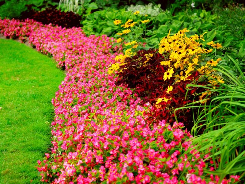 Flowering Plants That Love The Heat, Landscaping Flowers And Plants