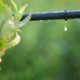 sprinklers, watering, drip irrigation