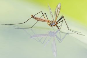 keep mosquitoes away