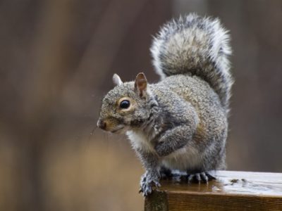 keep squirrels out of birdhouses