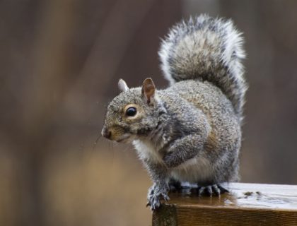 pests_wildlife_critters_animals_animal_control_squirrel_vermin_shutterstock_2980004