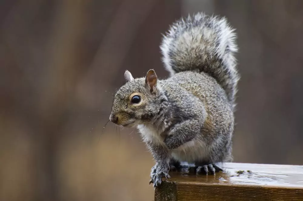 keep squirrels out of birdhouses