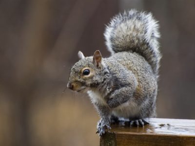 Stop Squirrels in Attic » The Money Pit