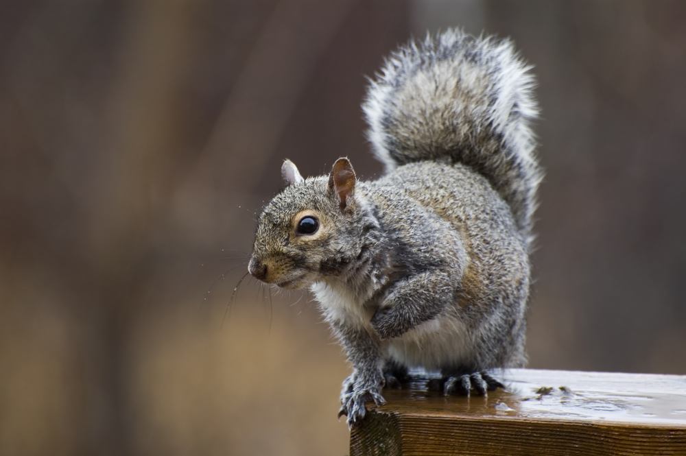 trap squirrel in home