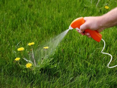 Spraying weeds in lawn
