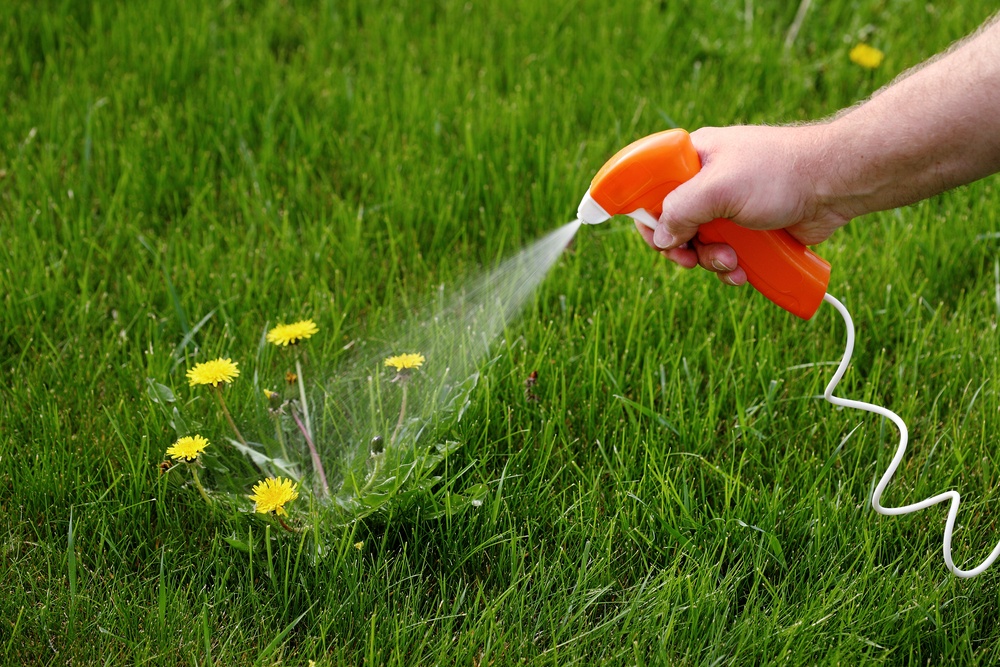 Spraying weeds in lawn