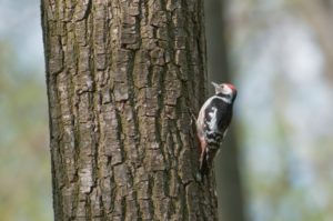 woodpeckers pecking away at log home