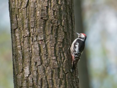 woodpeckers pecking away at log home