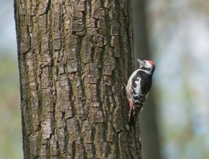 woodpecker_wildlife_pest_shutterstock_174930191