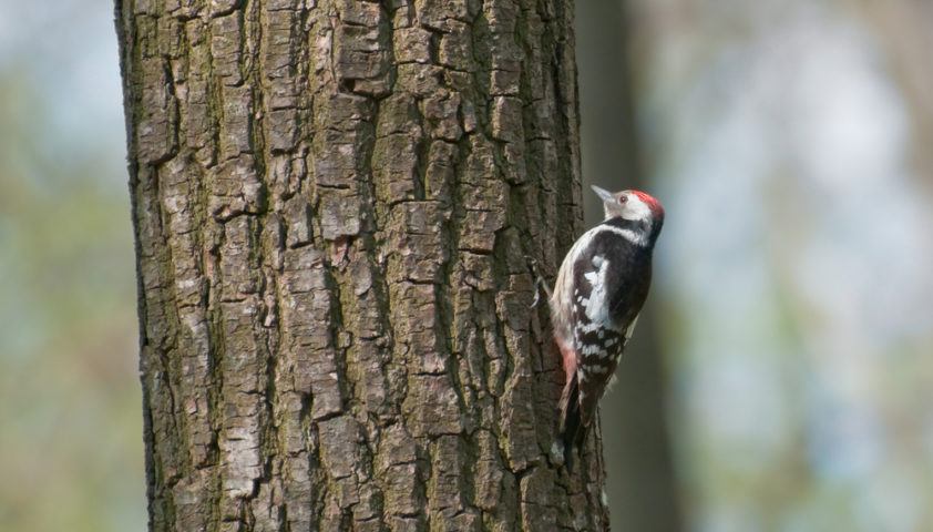 how to stop woodpeckers pecking away at log home the how to stop woodpeckers pecking away at log home the