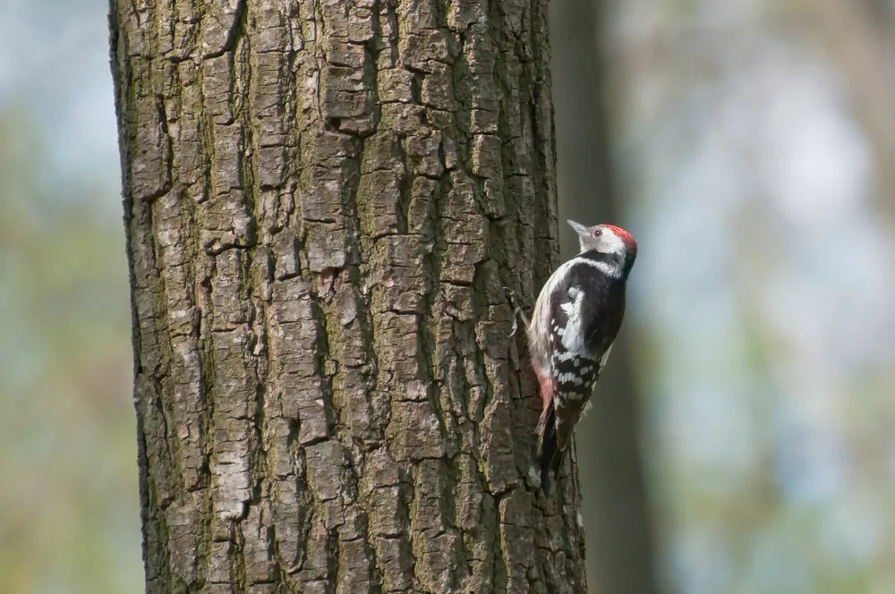 woodpeckers pecking away at log home