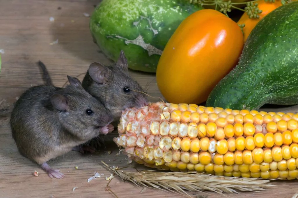 Mice eating vegetables