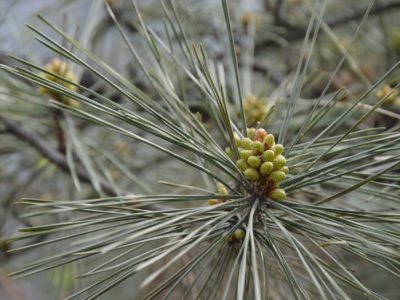 pine needles