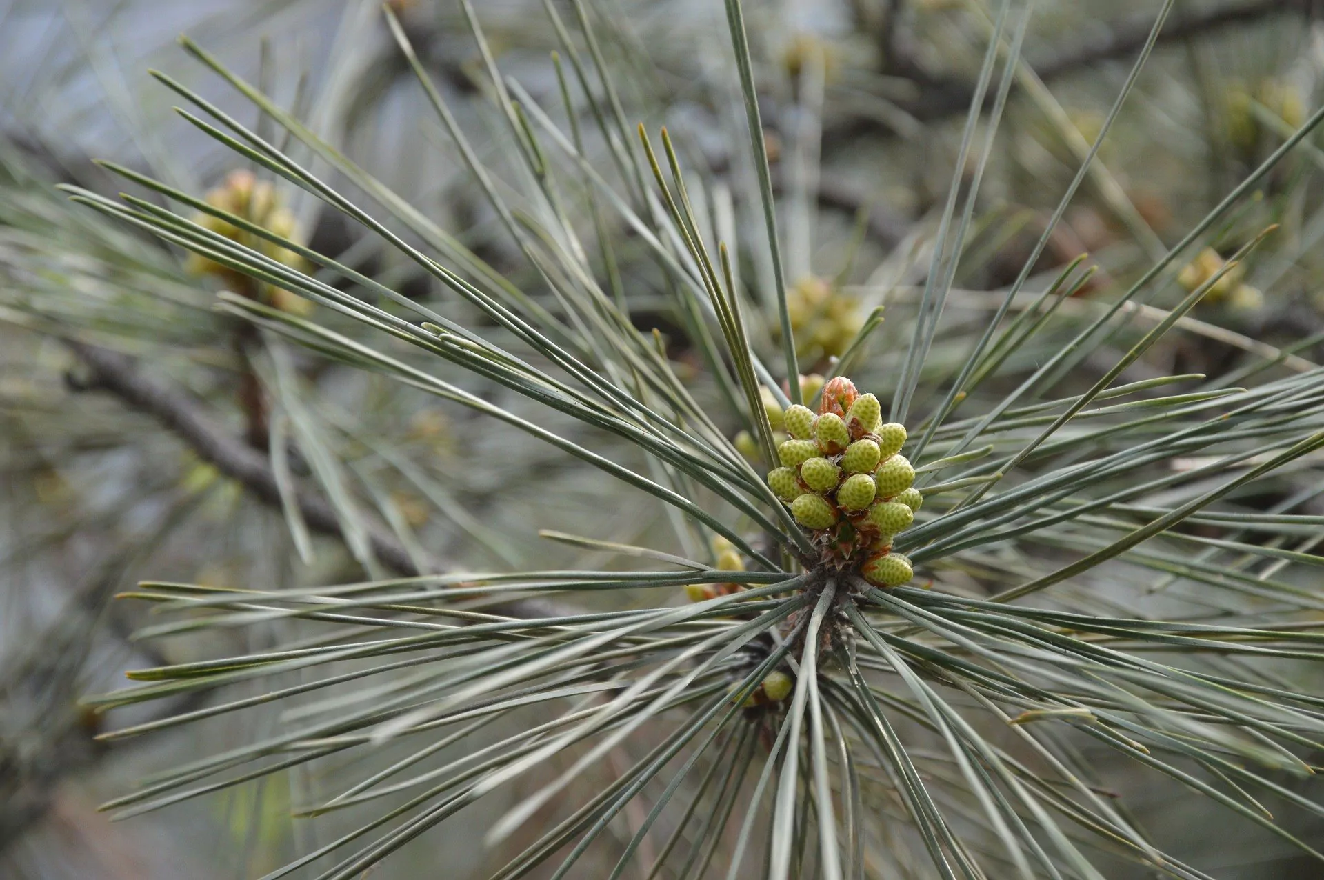 pine needles